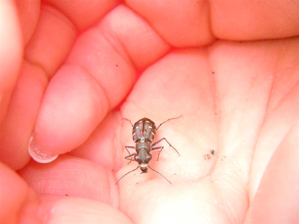 Calomera littoralis nemoralis